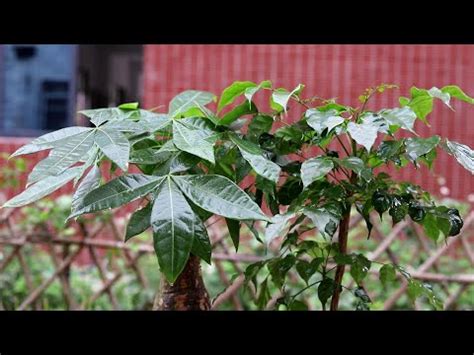 大門外擋煞植物